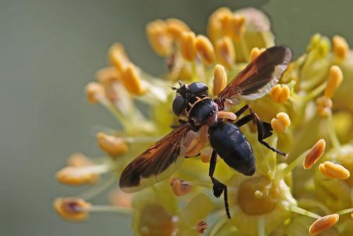 Trichopoda pictipennis